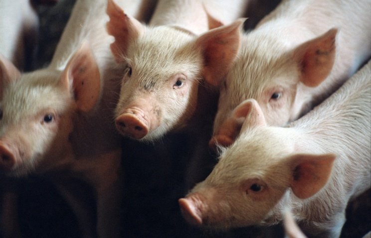 На предприятии «Мираторга» в Белгородской области обнаружили африканскую чуму свиней